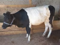 Bò cái, Gia súc — ảnh 4