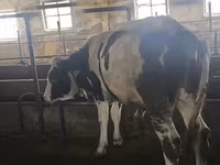 گاو نر, Simmental cattle — عکس 1