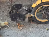 Ducks — foto 1