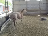 قوچ, Arashan sheep — عکس 4