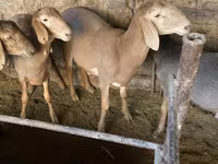แกะตัวผู้, Arashan sheep — รูปภาพ 2