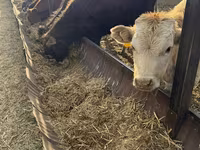 Bik, Swiss cattle — fotografija 6