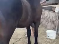 Aygʻir, Friesian — 5-rasm