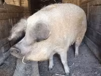 Scrofa, Мангалица — foto 1