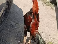 Chickens — foto 5