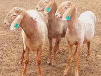 Montone, Arashan sheep — foto 2