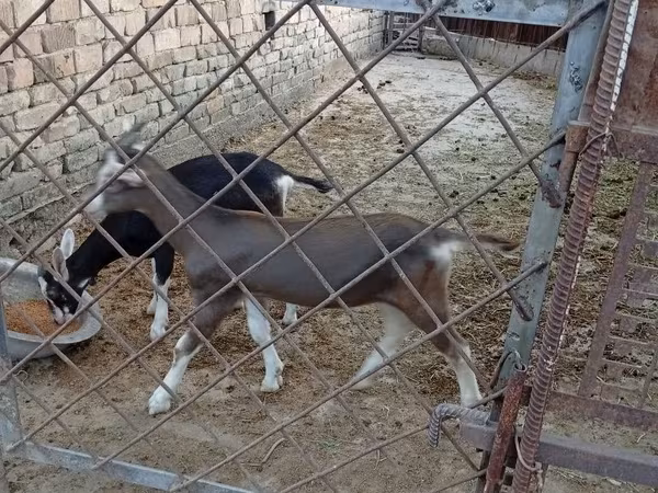 Billy Goat, Alpine goat — Uzbekistan