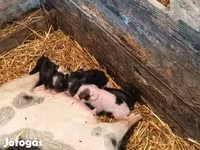 Porci (lot, sex nespecificat), Вьетнамская вислобрюхая — foto 1