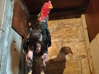 Chickens — zdjęcie 3
