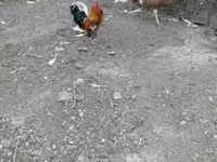 Chickens — 照片 4