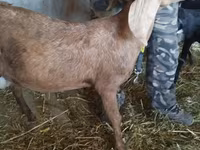 Ямаа, Nubian Goat — 4 зураг