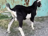 Capra, Alpine goat — foto 4