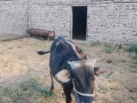 Byk, Swiss cattle — zdjęcie 4