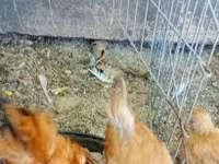 ไก่เดนมาร์ก — รูปภาพ 4