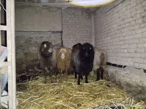 Biri-biri betina, Hissar sheep