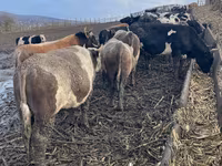 Lembu jantan, Russian Black pied cattle — foto 2