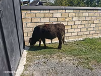 Lembu jantan, Cattle — foto 4