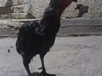 Chickens — foto 3
