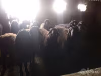 قوچ, Rhon sheep — عکس 1