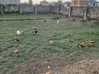 Chickens — عکس 3
