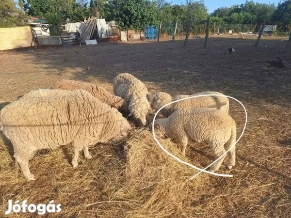 Ram, Sheep — Hungary