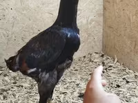 Chickens — Foto 1