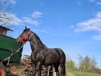 Hoppe, Nonius horse — foto 5