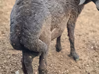 Koç, Karakul sheep — foto 2