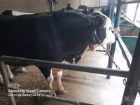 Toro, Aberdeen Angus — foto 2