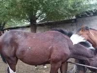 ፈረስ, Horses — ፎቶ 3