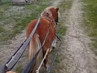 اسب نر, Shetland Pony — عکس 3
