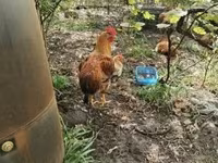 Chickens — foto 3