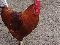Chickens — புகைப்படம் 2