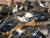 Ducks — عکس 1