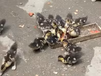 Ducks — снимка 4