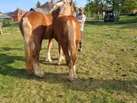 Kuda jantan, Horses — foto 3