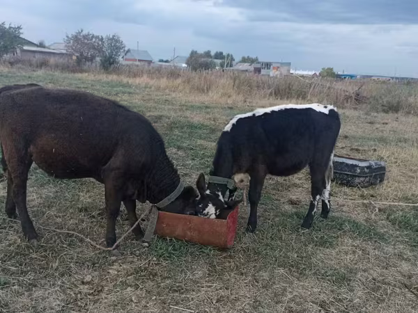 गाय, कजाख़स्तानी सफेद सिर वाली गाय