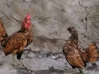 Bantam — Foto 5