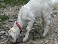 بھیڑ, Tian-Shan semifinewool sheep — تصویر 2