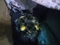 Ducks — عکس 4