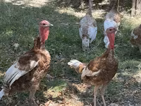 Širokoprsý bílý — foto 2