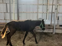 Cavallo, Cavalli — foto 1