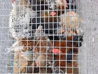 Chickens — foto 3
