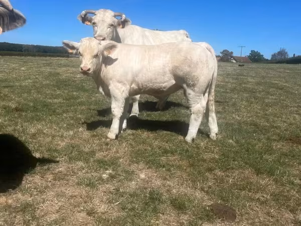 Touro, Raça de vaca