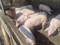 Vier, Porci — foto 4