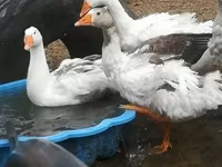 Geese — รูปภาพ 1