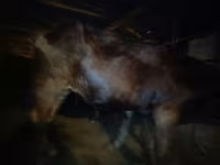 วัวตัวเมีย, Swiss cattle — รูปภาพ 5