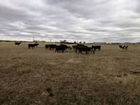 Krava, Swiss cattle — foto 5