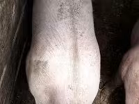 Sow, Pigs — photo 3