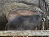 Ovan, Rhon sheep — fotografija 3